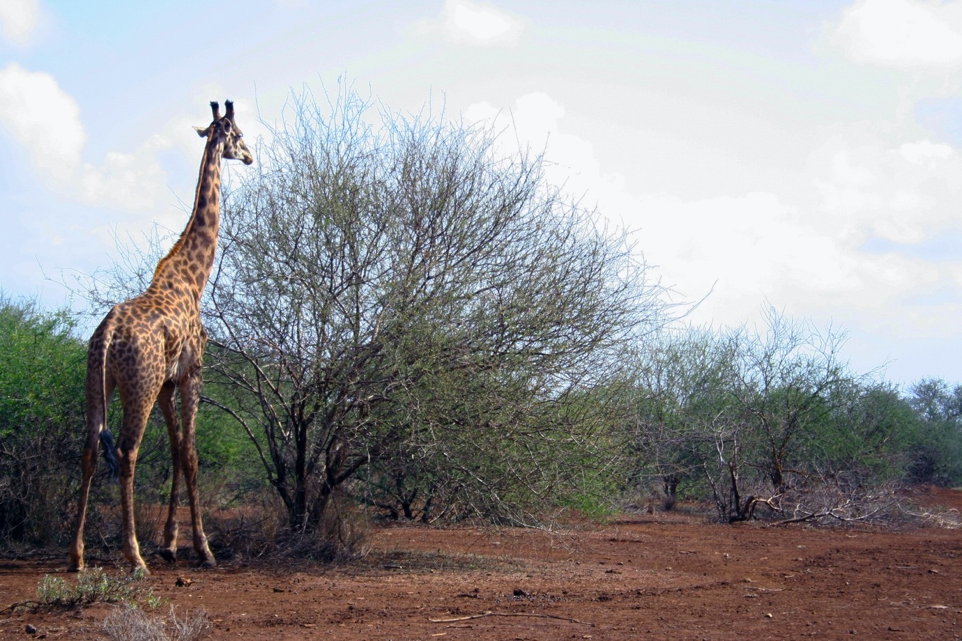 Biodiversity-Conservation pic